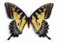 Papilio glaucus female (heavy blue and black markings) (Internet Image property of respective owner, non-commercial use only)